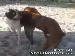Playful little dogs taking turns fucking in this beast sex adventure captured by a stud 